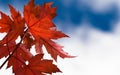 Red Maple Leaves Royalty Free Stock Photo