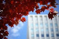 Red maple leaves against urban building in sapporo city hokkaid