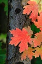 Red Maple Leaves Autumn Royalty Free Stock Photo