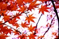 red maple leaves in autumn against bright background, bokeh effect Royalty Free Stock Photo