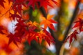 red maple leaves in autumn against colorful background, bokeh Royalty Free Stock Photo