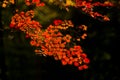 red maple leaves in autumn against dark background, Aichi, Japan Royalty Free Stock Photo