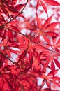 Red maple leaves in autumn