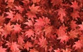 Red maple leaves autumn background