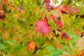 Red maple leaves in autumn in botanical garden Royalty Free Stock Photo