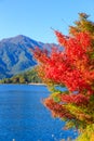 Red maple leaves in autumn at Kawaguchi lake, Kawaguchigo, Japan.