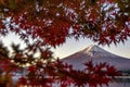 Fuji Mountain  and Red Maple Leaves in Autumn, Kawaguchiko Lake, Japan Royalty Free Stock Photo