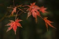 Red leaves of the Japanese maple tree