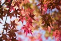 Red maple leaves in autumn Royalty Free Stock Photo