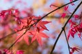 Red maple leaves in autumn Royalty Free Stock Photo