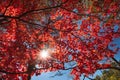 Red maple leaves in autumn season with blue sky background Royalty Free Stock Photo