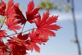 Red maple leaves on blue sky background