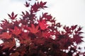 Red maple leaves with blue sky blurred background, Royalty Free Stock Photo