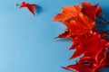 Red maple leaves, copyspace