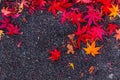 Red maple leaves drops on asphalt road