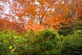 Red maple leaves or fall foliage with branches in colorful autumn season in Kyoto City, Kansai. Trees in Japan. Nature landscape Royalty Free Stock Photo