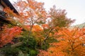 Red maple leaves or fall foliage with branches in colorful autumn season in Kyoto City, Kansai. Trees in Japan. Nature landscape Royalty Free Stock Photo