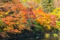 Red maple leaves or fall foliage with branches in colorful autumn season in Kyoto City, Kansai. Trees in Japan. Nature landscape Royalty Free Stock Photo