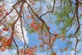 Red maple leaves or fall foliage with branches in colorful autumn season in Kyoto City, Kansai. Trees in Japan. Nature landscape Royalty Free Stock Photo