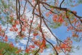 Red maple leaves or fall foliage with branches in colorful autumn season in Kyoto City, Kansai. Trees in Japan. Nature landscape Royalty Free Stock Photo