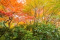 Red maple leaves or fall foliage with branches in colorful autumn season in Kyoto City, Kansai. Trees in Japan. Nature landscape Royalty Free Stock Photo