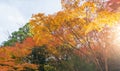 Red maple leaves or fall foliage with branches in colorful autumn season in Kyoto City, Kansai. Trees in Japan. Nature landscape Royalty Free Stock Photo