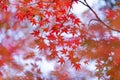 Red maple leaves or fall foliage with branches in colorful autumn season in Kyoto City, Kansai. Trees in Japan. Nature landscape Royalty Free Stock Photo