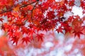 Red maple leaves or fall foliage with branches in colorful autumn season in Kyoto City, Kansai. Trees in Japan. Nature landscape Royalty Free Stock Photo