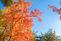 Red maple leaves or fall foliage in colorful autumn season near Fujikawaguchiko, Yamanashi. Five lakes. Trees in Japan with blue Royalty Free Stock Photo