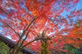 Red maple leaves or fall foliage in colorful autumn season near Fujikawaguchiko, Yamanashi. Five lakes. Trees in Japan with blue Royalty Free Stock Photo