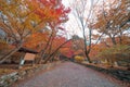 Red maple leaves or fall foliage in colorful autumn season near Fujikawaguchiko, Yamanashi. Five lakes. Trees in Japan with blue Royalty Free Stock Photo