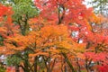 Red maple leaves or fall foliage in colorful autumn season near Fujikawaguchiko, Yamanashi. Five lakes. Trees in Japan with blue Royalty Free Stock Photo