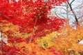 Red maple leaves or fall foliage in colorful autumn season near Fujikawaguchiko, Yamanashi. Five lakes. Trees in Japan with blue Royalty Free Stock Photo