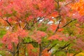 Red maple leaves or fall foliage in colorful autumn season near Fujikawaguchiko, Yamanashi. Five lakes. Trees in Japan with blue Royalty Free Stock Photo