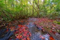 Red maple leaves or fall foliage in colorful autumn season near stream or waterfall at Ruriko-in temple, Kyoto. Trees in Japan. Royalty Free Stock Photo