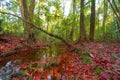 Red maple leaves or fall foliage in colorful autumn season near stream or waterfall at Ruriko-in temple, Kyoto. Trees in Japan. Royalty Free Stock Photo