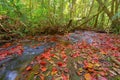 Red maple leaves or fall foliage in colorful autumn season near stream or waterfall at Ruriko-in temple, Kyoto. Trees in Japan. Royalty Free Stock Photo