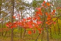 Red Maple Leaves in Fall