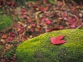 Red maple leaves falling over green moss on the ground Royalty Free Stock Photo