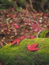 Red maple leaves falling over green moss on the ground Royalty Free Stock Photo