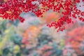 Red maple leaves in the garden with copy space for text, natural colorful background for Autumn season and vibrant falling foliage Royalty Free Stock Photo