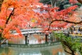 red maple leaves and green blue water in pond in kyoto, Japanese Royalty Free Stock Photo