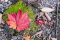 Red maple leaves on green ground, Falling autumn leaves in the garden with copy space for text, natural background for season Royalty Free Stock Photo