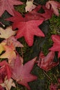 Red Maple Leaves on Ground with Tree Roots Wet with Rain Drops from Storm Royalty Free Stock Photo