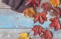 red maple leaves and knitted cloth on old blue paint wooden planks copy space Royalty Free Stock Photo