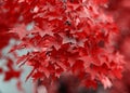 Red maple leaves in late autumn Royalty Free Stock Photo