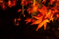 Red maple leaves during lightup at night. Royalty Free Stock Photo