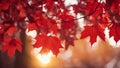 red maple leaves lovely red autumn leaves with sun light and bokeh outdoor fall nature background lovely