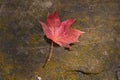 red maple leaves lying on the sidewalk. Fallen Maple Leaf. Red maple autumn leaf on granite stone ground texture background Royalty Free Stock Photo