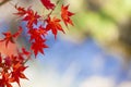 Red maple leaves on the maple tree in the autumn Royalty Free Stock Photo